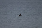 Long-tailed Duck by Tony Paintin