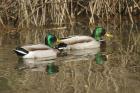 Mallards by Mick Dryden