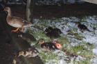 Mallards by Caroline Orpin Mallards by Caroline Orpin