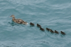 Mallards by Mick Dryden