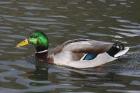 Mallard by Mick Dryden Mallard by Mick Dryden