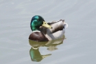 Mallard by Mick Dryden Mallard by Mick Dryden