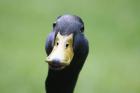 Mallard by Mick Dryden Mallard by Mick Dryden