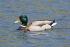 Mallard by MIck Dryden