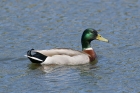 Mallard by MIck Dryden