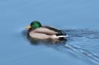 Mallard by Mick Dryden