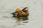 Mandarin Duck by Andrew Koester Mandarin Duck by Andrew Koester
