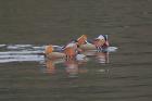 Mandarin Ducks by Robin Tewkesbury