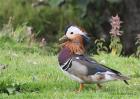 Mandarin Duck by Vikki Robertson