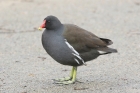 Moorhen by Mick Dryden Moorhen by Mick Dryden