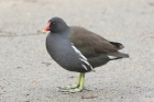 Moorhen by Mick Dryden