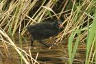 Moorhen by Mick Dryden Moorhen by Mick Dryden
