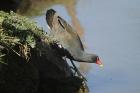 Moorhen by Mick Dryden Moorhen by Mick Dryden