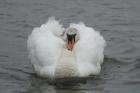 Mute Swan by Mick Dryden Mute Swan by Mick Dryden