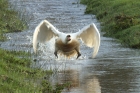 Mute Swan by Andrew Koester