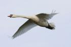 Mute Swan by Mick Dryden