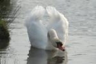 Mute Swan by Mick Dryden