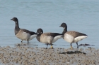 Brent Geese by Sarah Scriven