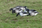 Pale-bellied Brent Geese by Caroline Orpin
