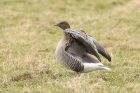 Pink-footed Goose by Mick Dryden