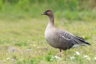 Pink-footed Goose by Romano da Costa