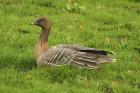 Pink-footed Goose by Mick Dryden