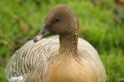 Pink-footed Goose by Mick Dryden