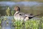 Pintail by Romano da Costa Pintail by Romano da Costa