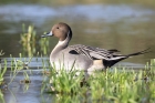 Pintail by Romano da Costa