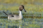 Pintail by Romano da Costa