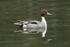 Pintail by Mick Dryden