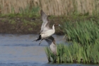 Pintail by Mick Dryden Pintail by Mick Dryden