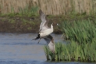 Pintail by Mick Dryden