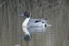 Pintail by Mick Dryden