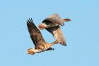 Pink Footed Goose by Romano da Costa Pink Footed Goose by Romano da Costa