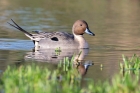 Pintail by Romano da Costa Pintail by Romano da Costa