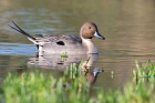 Pintail by Romano da Costa