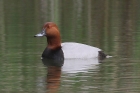 Pochard by Mick Dryden Pochard by Mick Dryden