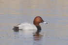 Pochard by Mick Dryden