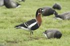 Red-breasted Goose by Mick Dryden