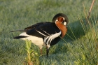 Red-breasted Goose by Mick Dryden