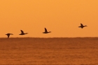 Red-breasted Mergansers by Mick Dryden