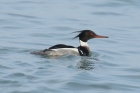Red breasted Merganser by Mick Dryden