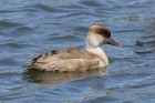 Red-crested Pochard by Mick Dryden