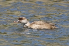 Red-crested Pochard by Mick Dryden Red-crested Pochard by Mick Dryden
