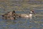 Red-crested Pochard by Mick Dryden