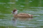 Red-crested Pochard by Paul Marshall