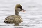 Red crested Pochard by Romano da Costa