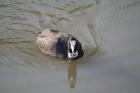 Red-knobbed Coot by Tony Paintin Red-knobbed Coot by Tony Paintin
