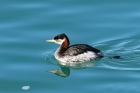Red-necked Grebe by Alan Modral